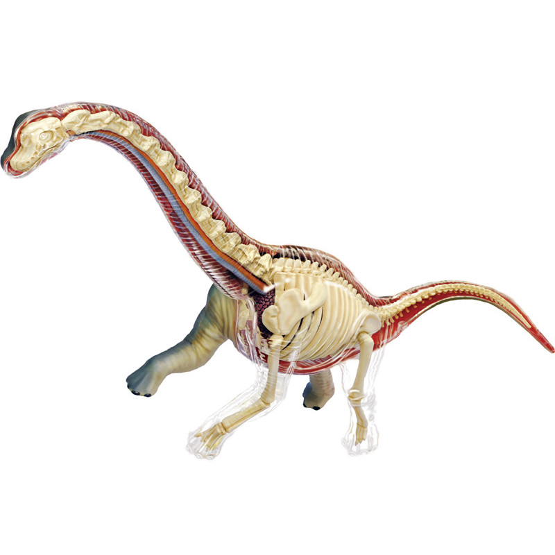 4D Vision Brachiosaurus